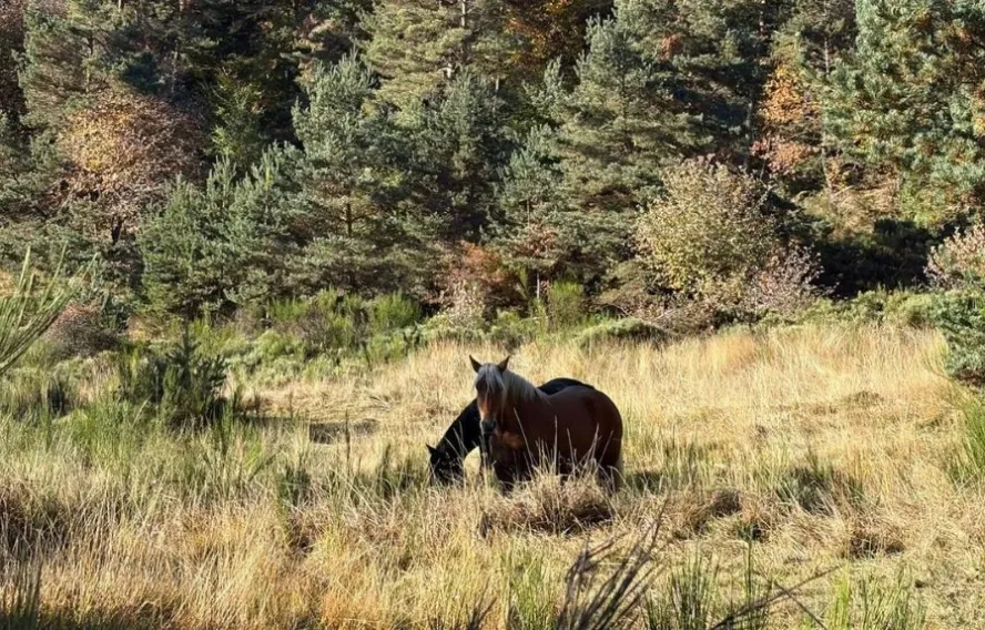 mbellanger cheveaux-stevenson