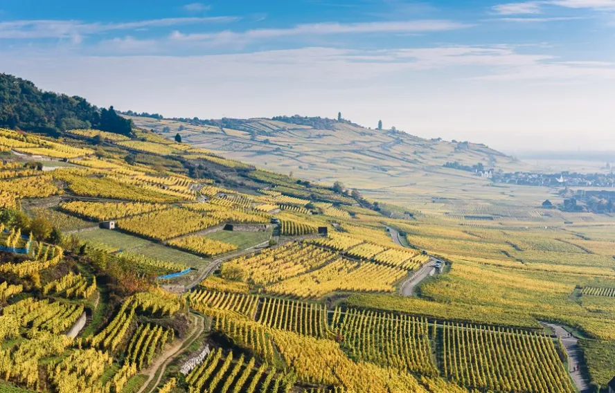 Vignoble alsacien