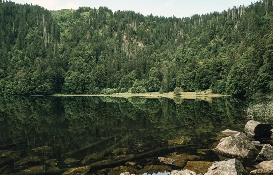 Lac en bord de Forêt Noire