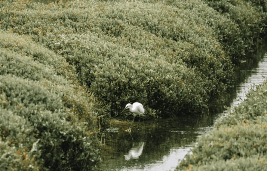 Grande Aigrette sur la cote de granit rose, GR34, bretagne