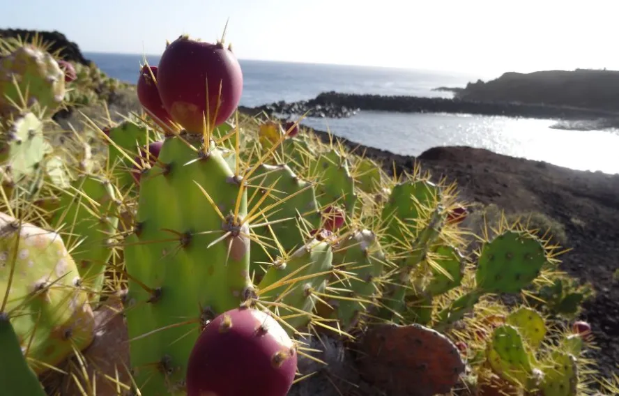 cactus tenerife-sdelaunay