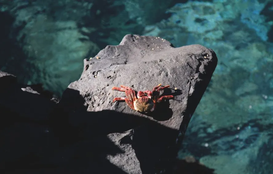crabe-tenerife-unsplash-michaelh