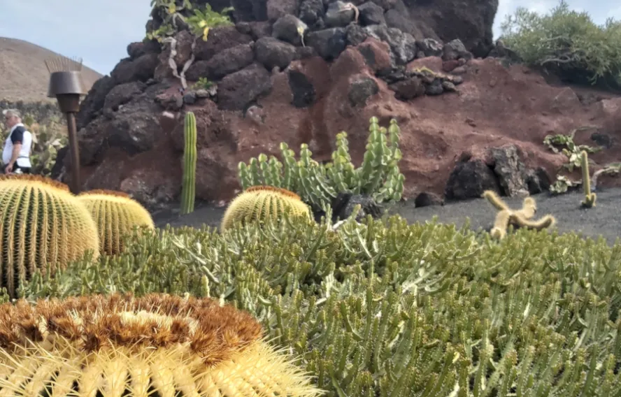 Jardin de Cactus - zoom