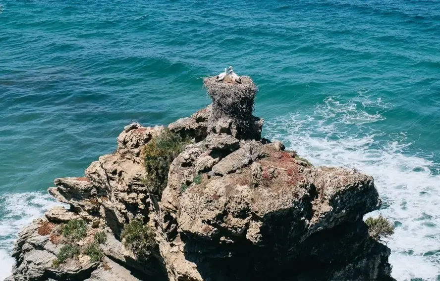 cigognes sur la rota vicentina, portugal