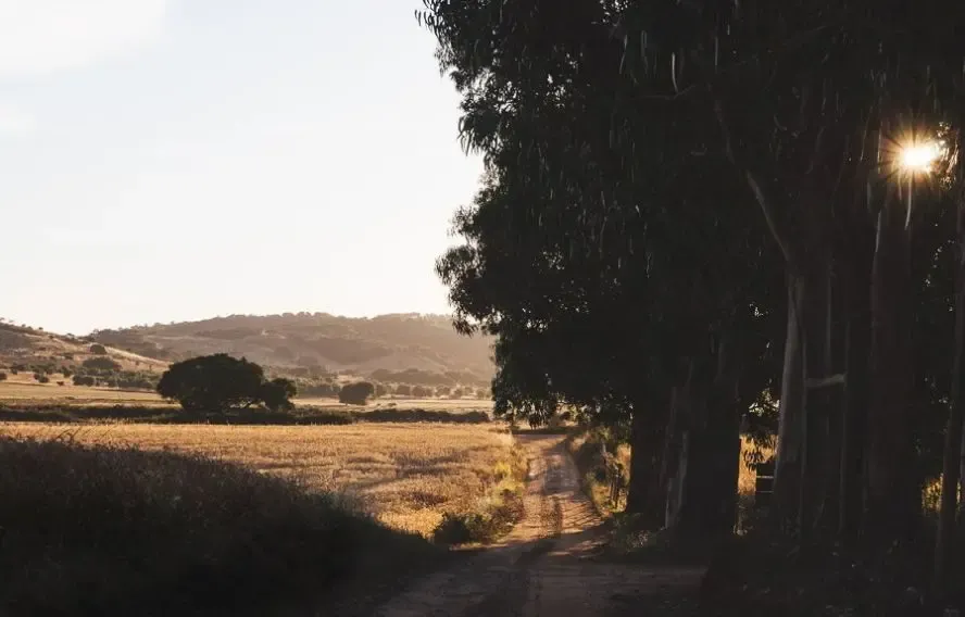 chemin le long de foret de chene liege, rota vicentina intérieure