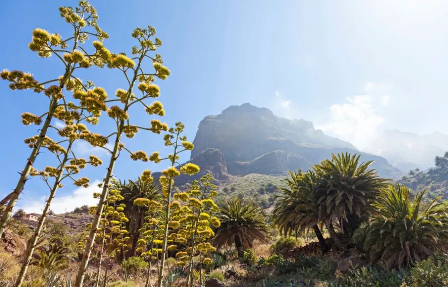 vegetation tenerife istockfuchsphotography