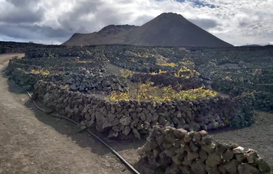 Les vignes de la Geria
