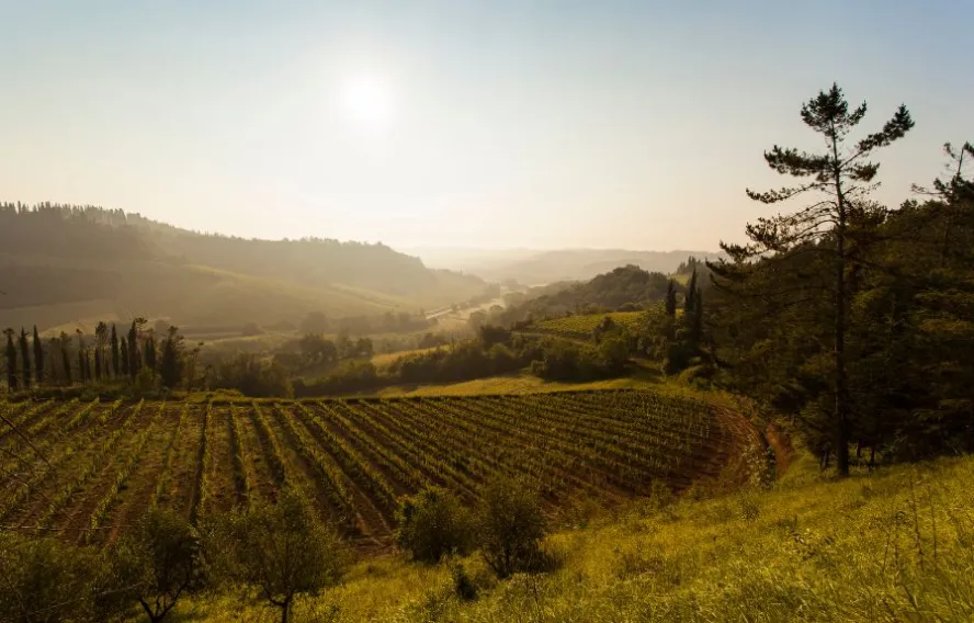 Vignobles du Vernaccia di San Gimignano, Toscane, Italie