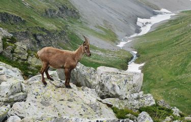 Image Tour des glaciers de la Vanoise