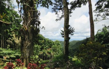 Image Activités Nature en Martinique