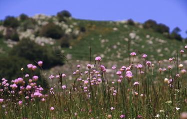 Image Mont-Lozère