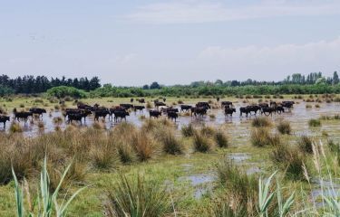 Image La Camargue à vélo