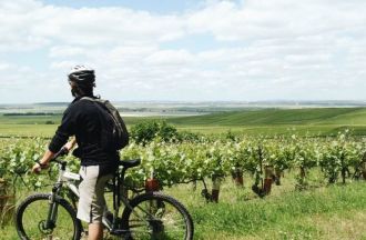 Vélo dans les vignes