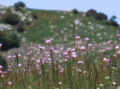 fleurs-cevennes-lozere