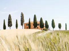 Cyprès, Toscane, Italie