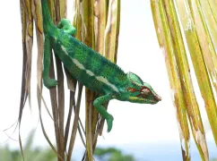 cameleon reunion