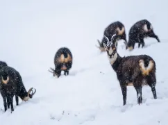 chamois neige queyras par sara habermacher