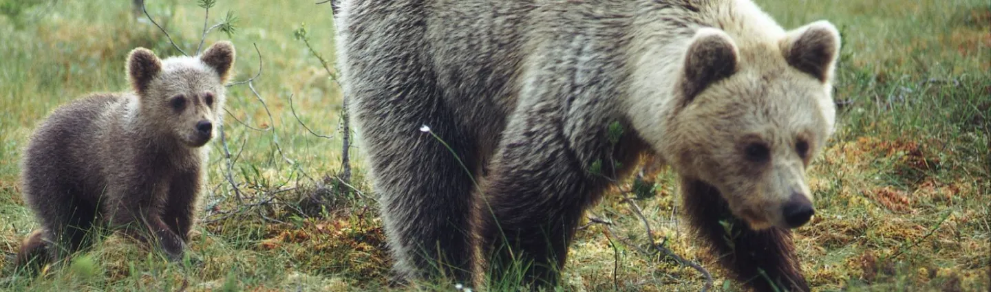 ours-finlande-leuku-ek