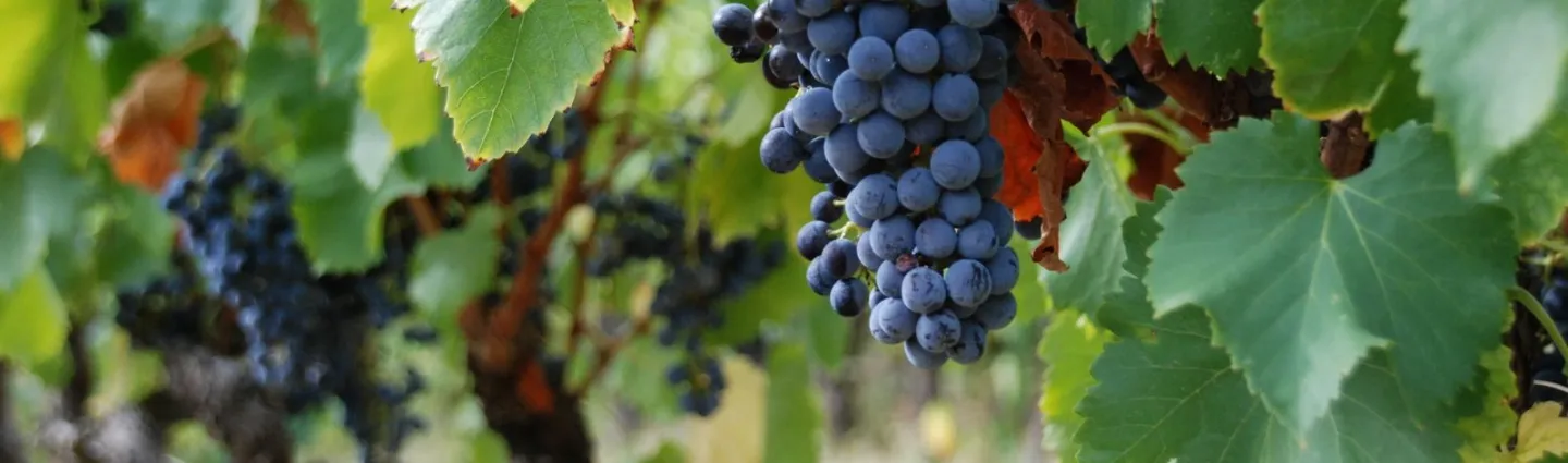 vigne-gigondas-caveaupierreamadieu