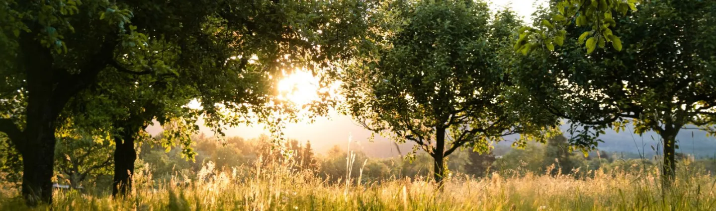 champ-ensoleillé-patrick-koschwanez-unsphash 