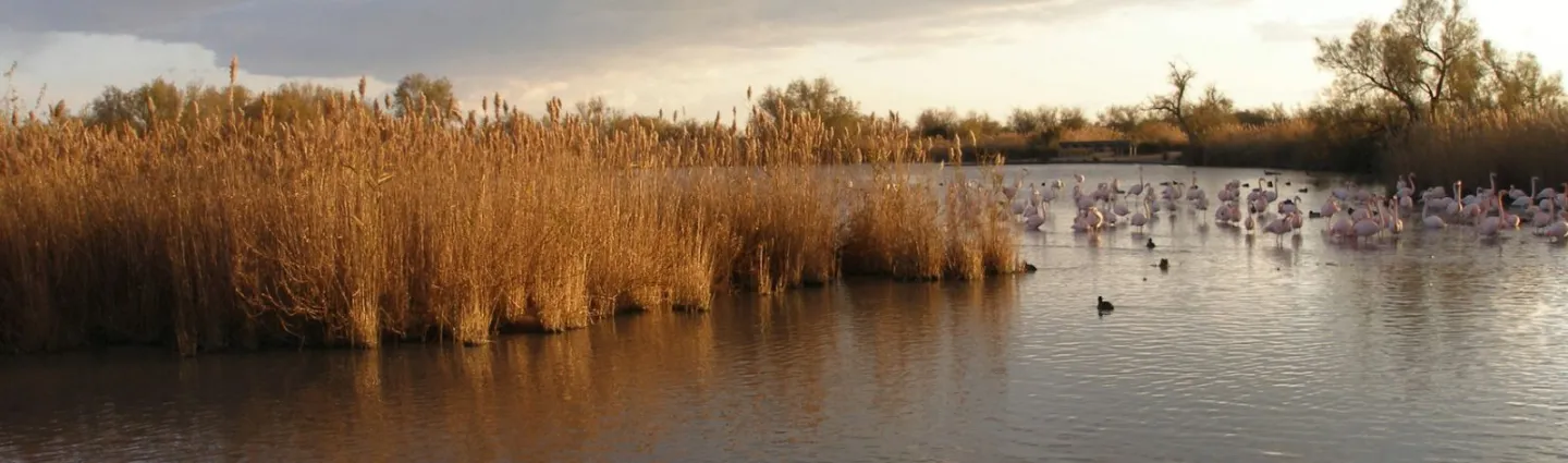 camargue