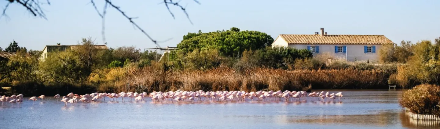 etangs-reserve-naturelle-camargue