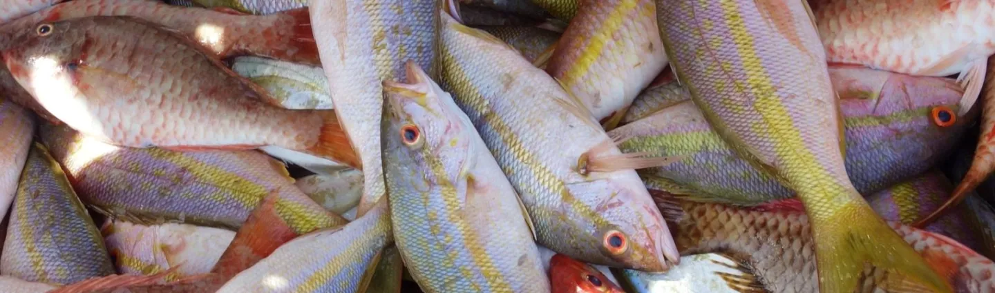 poisson-guadeloupe