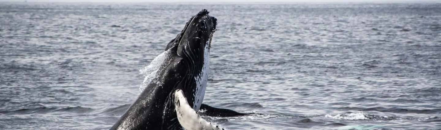 baleine-acores-jon-eckert