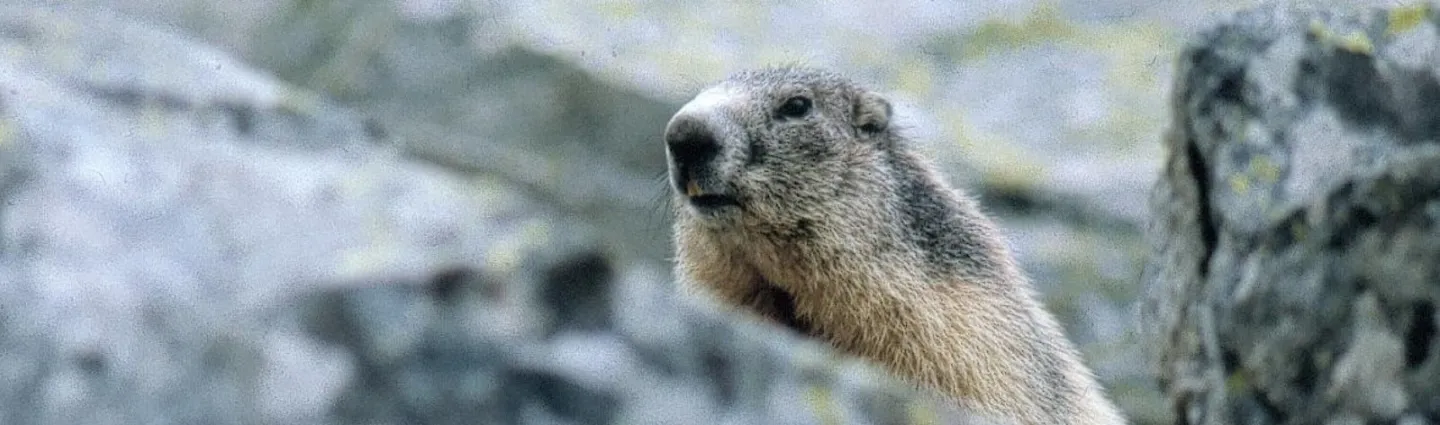 marmotte