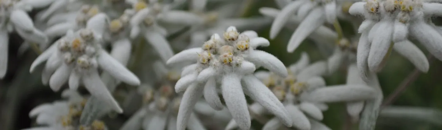 fleurs-montagne-baviere-allemagne