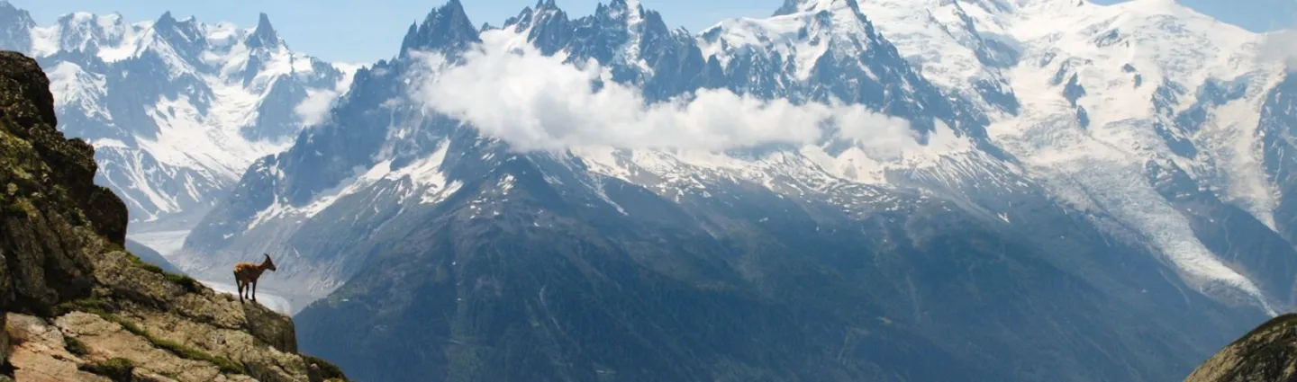 faune-glacier-sommet-mont-blanc