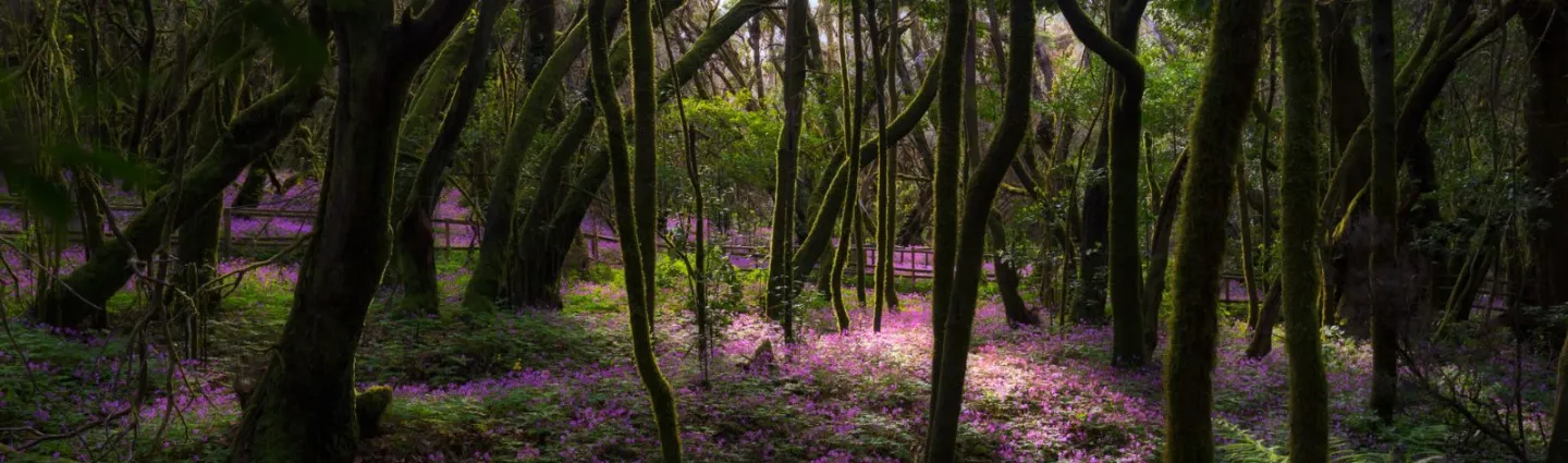 foret-pins-gomera