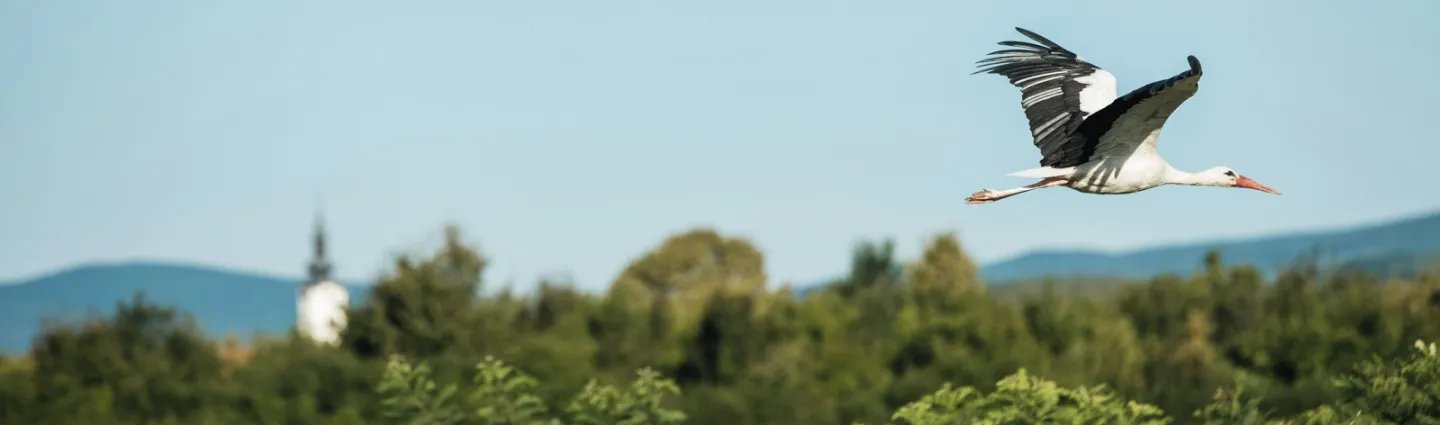 alsace-vosges-davor-denkovski-unsplash