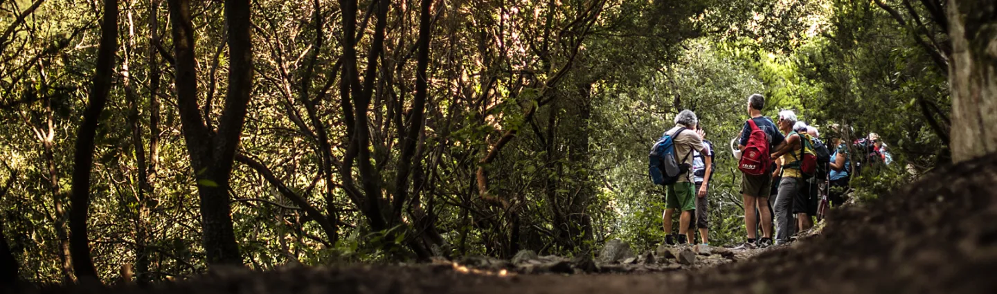 Groupe de randonneurs dans les bois