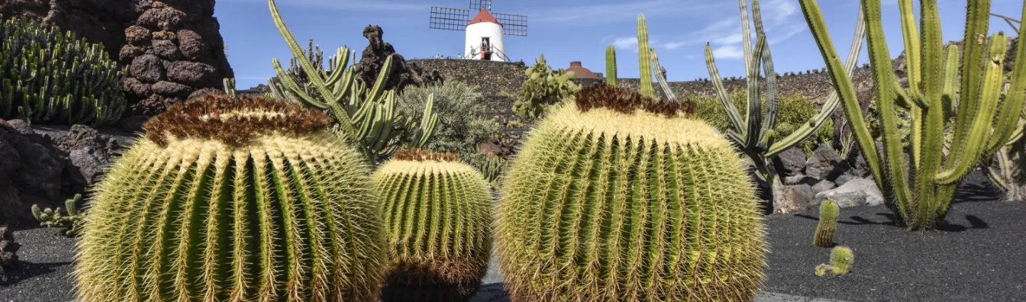 lanzarote jardin de castus