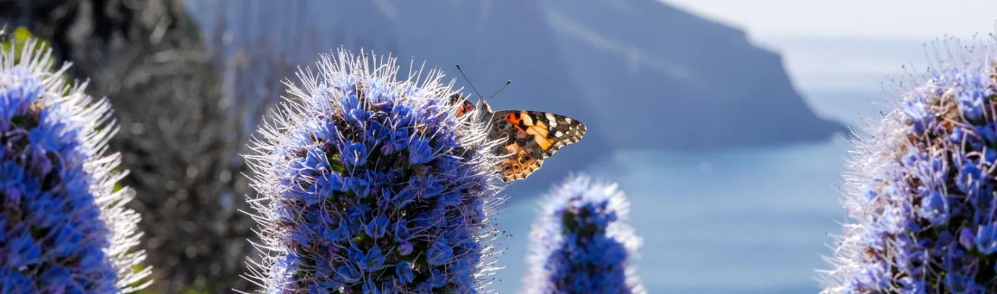 madere ile aux fleurs