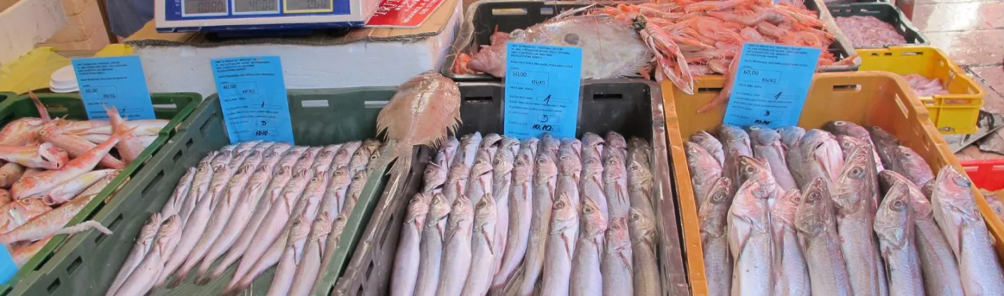 etale_poisson_croatie_iles_dalmates