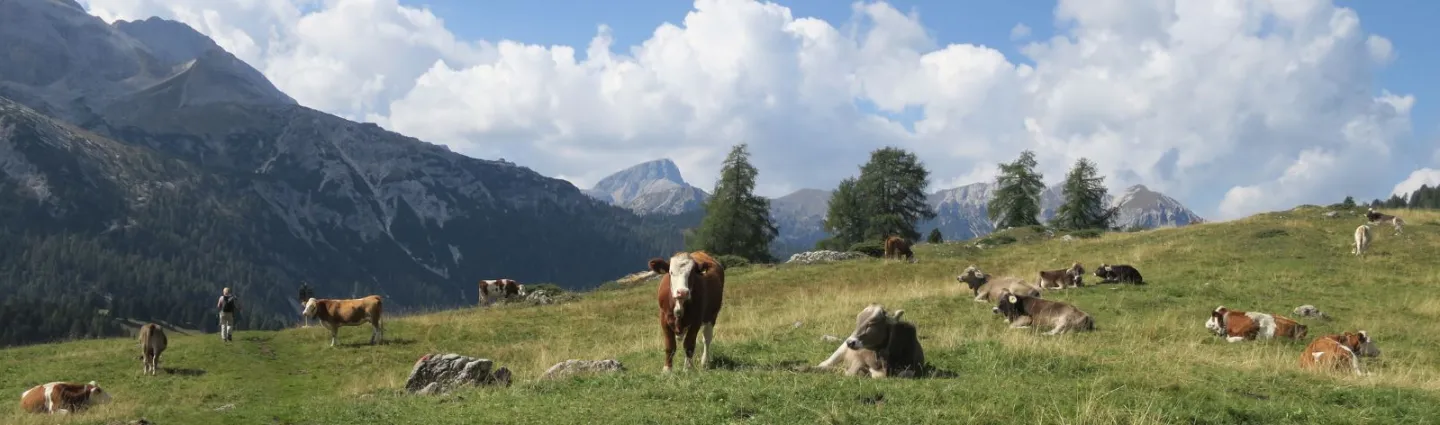 Prato Piazza Alpages, Dolomites, Italie