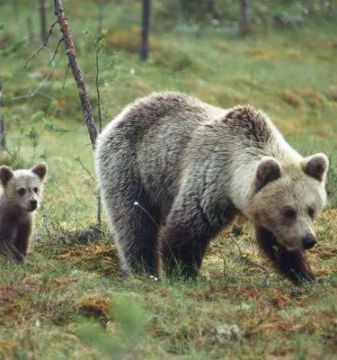 ours-finlande-leuku-ek