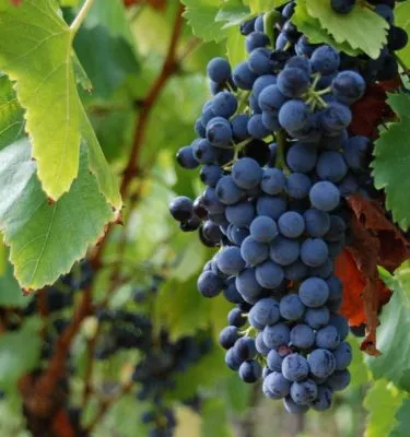 vigne-gigondas-caveaupierreamadieu