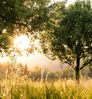 champ-ensoleillé-patrick-koschwanez-unsphash 