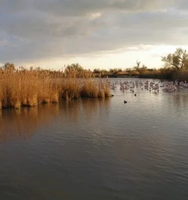 camargue