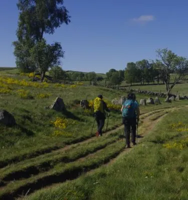 plateau-aubrac-psaintjean