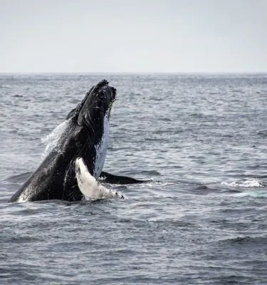 baleine-acores-jon-eckert