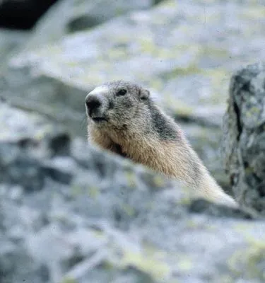 marmotte