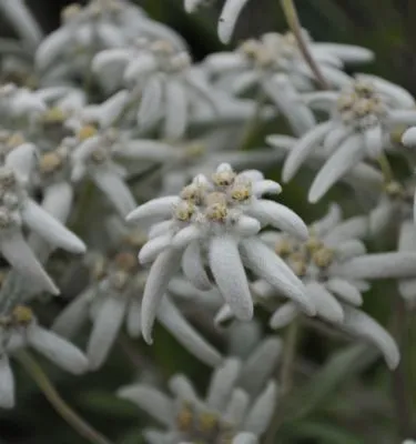 fleurs-montagne-baviere-allemagne