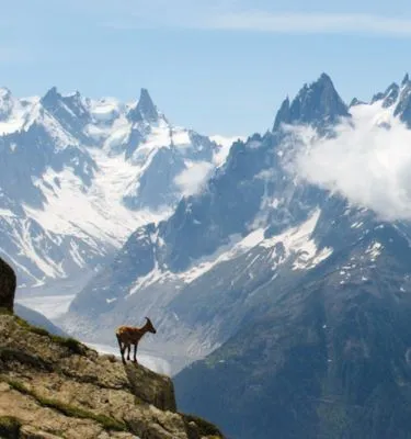 mont-blanc-nature-faune-bouquetin-sommet-glacier