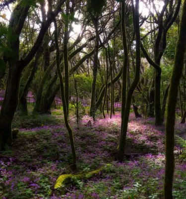 foret-pins-gomera