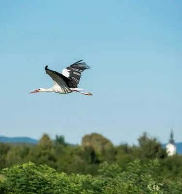 alsace-vosges-davor-denkovski-unsplash