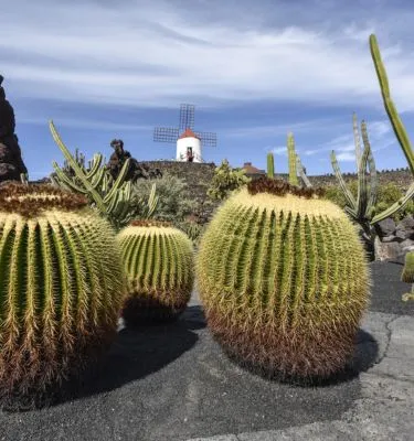 lanzarote jardin de castus